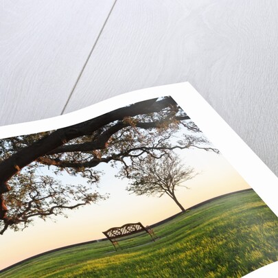 A grand oak tree overhangs a lone bench at sunset. by Anonymous