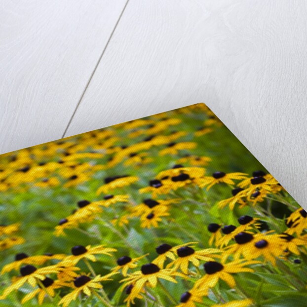 Black-eyed Susans (Rudbeckia hirta) by Anonymous