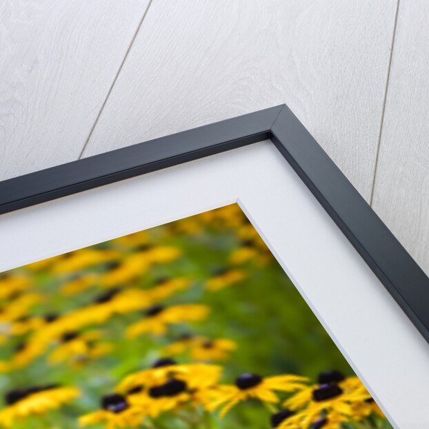 Black-eyed Susans (Rudbeckia hirta) by Anonymous