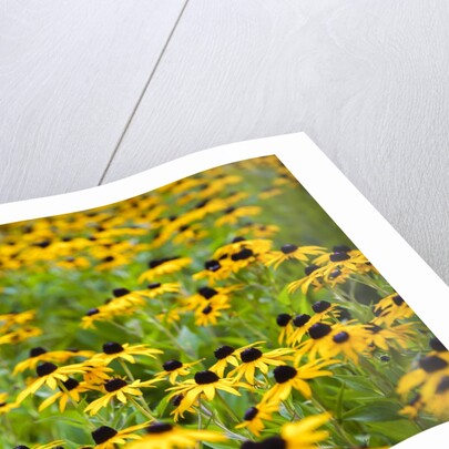 Black-eyed Susans (Rudbeckia hirta) by Anonymous