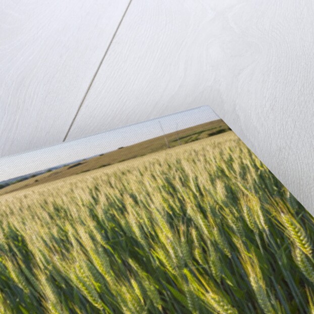 Wheat Field by Anonymous