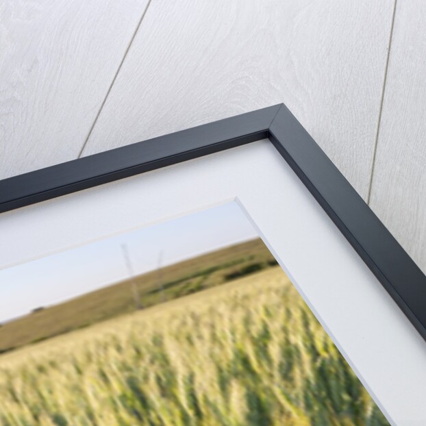 Wheat Field by Anonymous