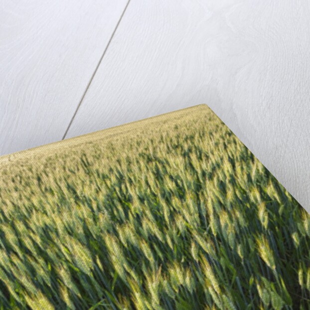 Wheat Field by Anonymous