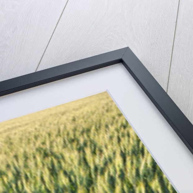 Wheat Field by Anonymous