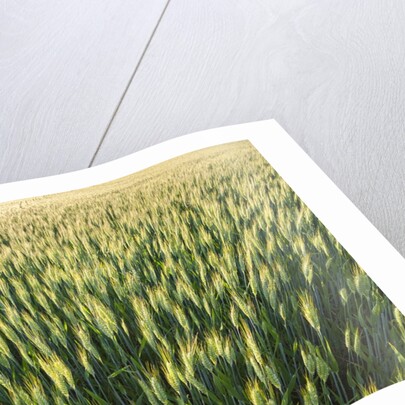 Wheat Field by Anonymous