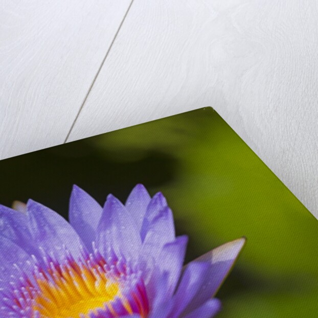 Purple Water Lily, Maui, Hawaii by Anonymous