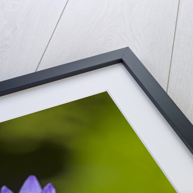 Purple Water Lily, Maui, Hawaii by Anonymous