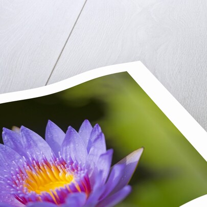 Purple Water Lily, Maui, Hawaii by Anonymous