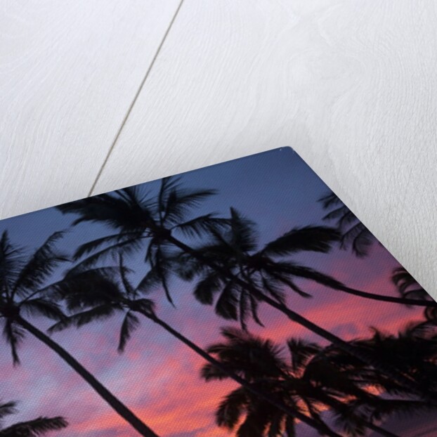 Palm trees at sunset on Keawekapu beach, Wailea, Maui, Hawaii by Anonymous