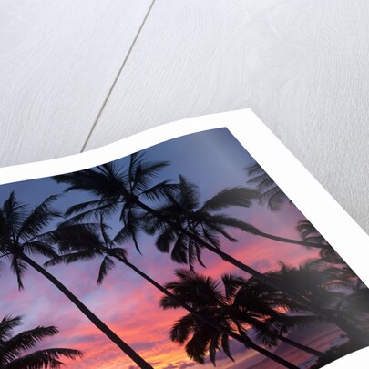 Palm trees at sunset on Keawekapu beach, Wailea, Maui, Hawaii by Anonymous