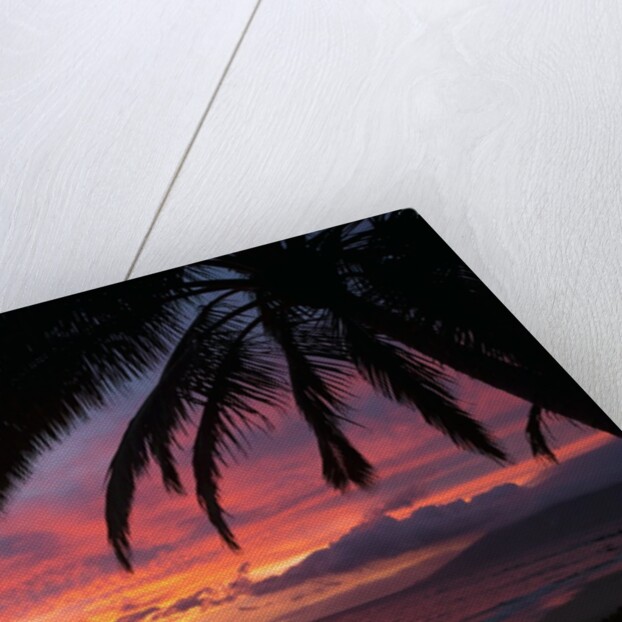Palm trees at sunset on Keawekapu beach, Wailea, Maui, Hawaii by Anonymous