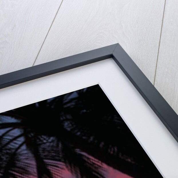 Palm trees at sunset on Keawekapu beach, Wailea, Maui, Hawaii by Anonymous