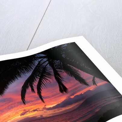 Palm trees at sunset on Keawekapu beach, Wailea, Maui, Hawaii by Anonymous