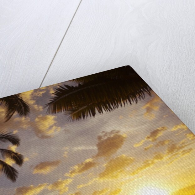 Sunset with palm trees in Kihei, Maui, Hawaii by Anonymous