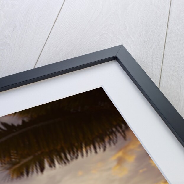 Sunset with palm trees in Kihei, Maui, Hawaii by Anonymous