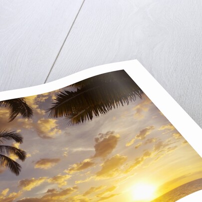 Sunset with palm trees in Kihei, Maui, Hawaii by Anonymous