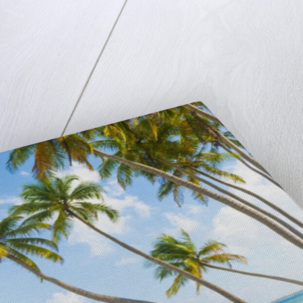 Palm trees in the Maldives by Anonymous