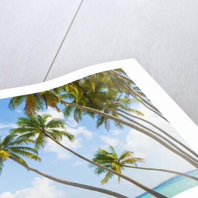 Palm trees in the Maldives by Anonymous