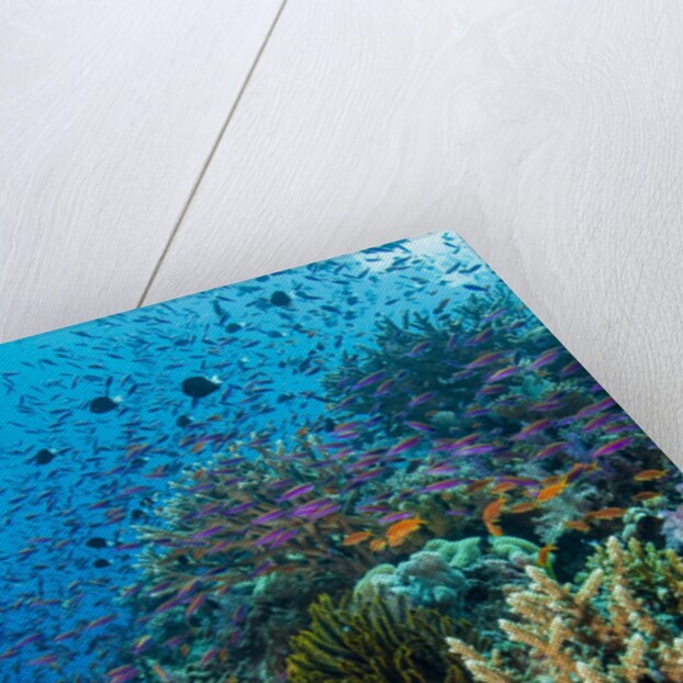 Abundance of marine life on a coral reef. by Anonymous