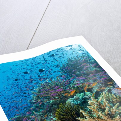 Abundance of marine life on a coral reef. by Anonymous