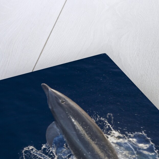 Dolphin frolicking at the surface. by Corbis