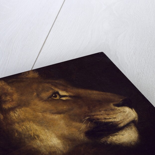 Head of lioness by Theodore Gericault