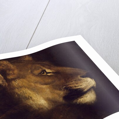Head of lioness by Theodore Gericault