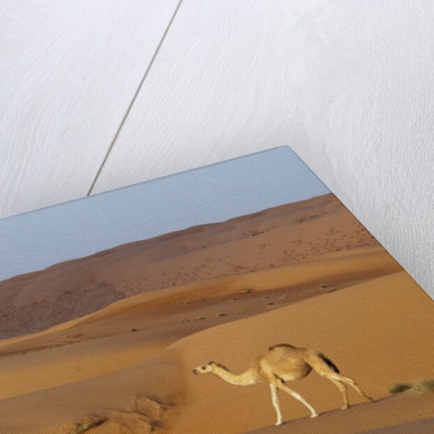 A wild camel walking on sand dunes. by Anonymous