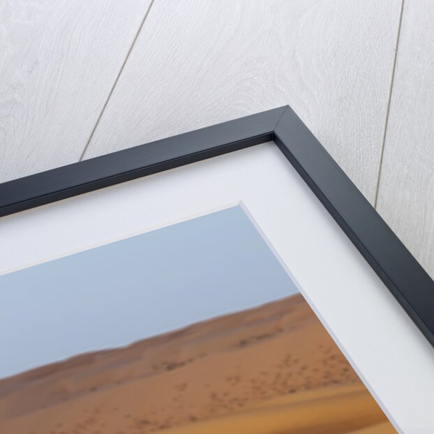 A wild camel walking on sand dunes. by Anonymous