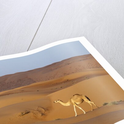 A wild camel walking on sand dunes. by Anonymous