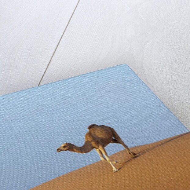 A wild camel walking on sand dunes. by Anonymous