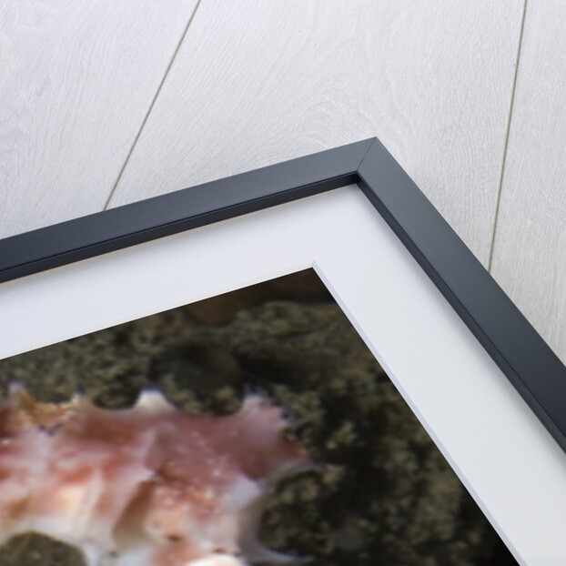 Juvenile Thorny Seahorse by Anonymous