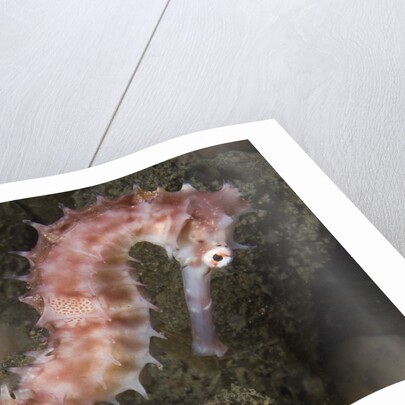 Juvenile Thorny Seahorse by Anonymous