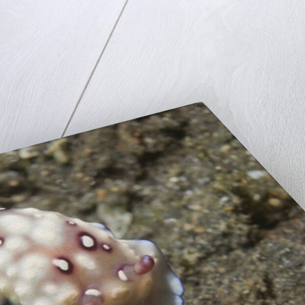 Bus Stop Chromodoris by Anonymous