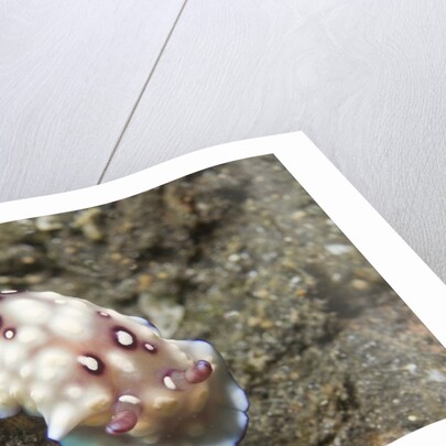Bus Stop Chromodoris by Anonymous