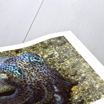Berry's Bobtail Squid by Anonymous