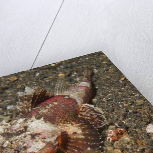 Spiny Flathead by Anonymous