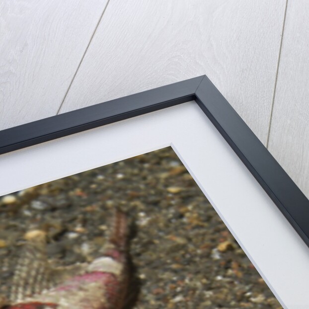 Spiny Flathead by Anonymous