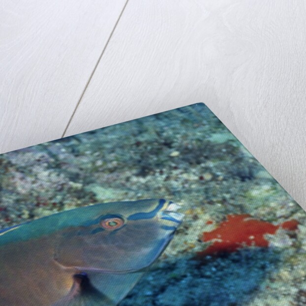 Yellowbar Parrrotfish by Anonymous