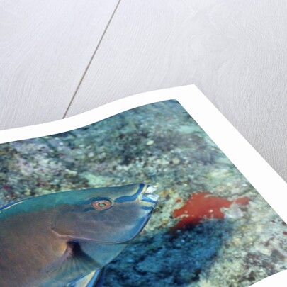 Yellowbar Parrrotfish by Anonymous