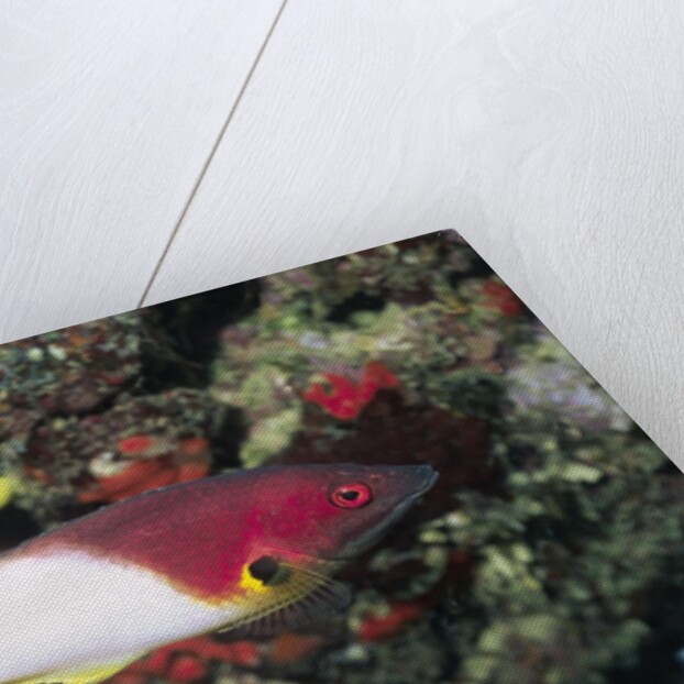 Axilspot Hogfish by Anonymous