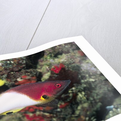 Axilspot Hogfish by Anonymous