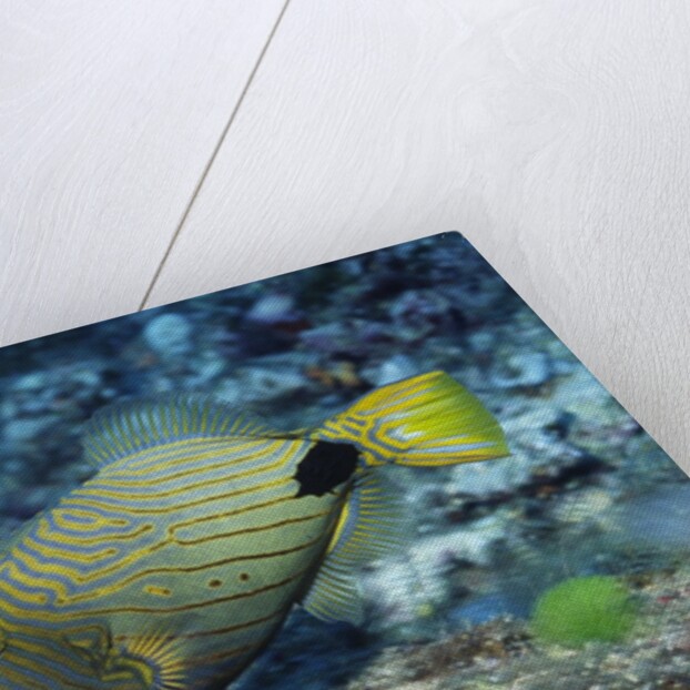 Orange-Lined Triggerfish by Anonymous