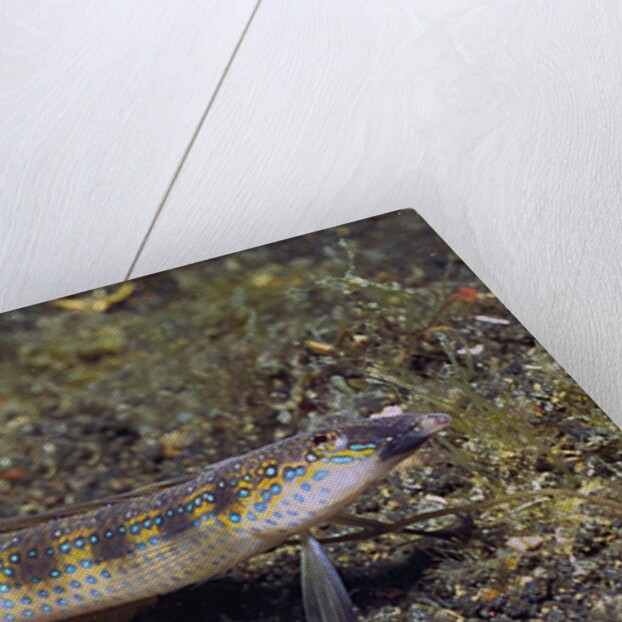Female Goldbar Sand Diver by Anonymous