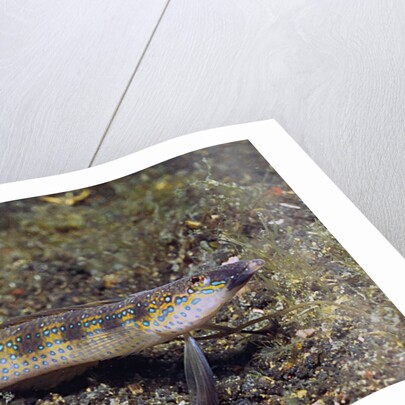 Female Goldbar Sand Diver by Anonymous