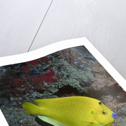 Three-Spot Angelfish by Anonymous