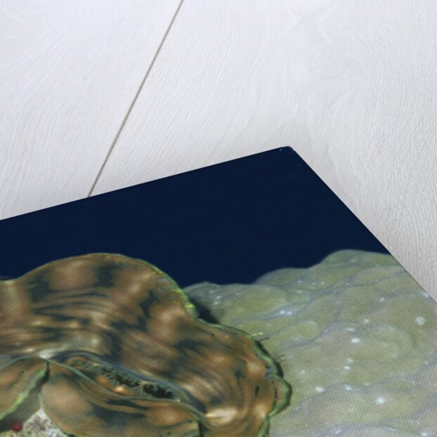 Fluted Giant Clam by Anonymous