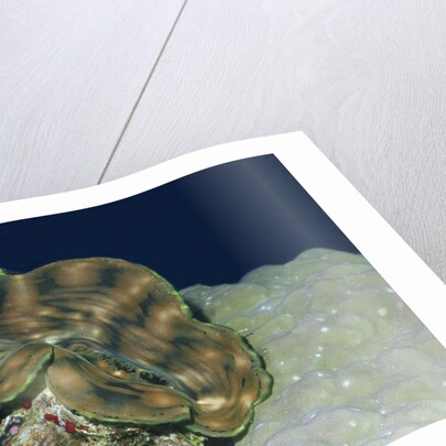 Fluted Giant Clam by Anonymous
