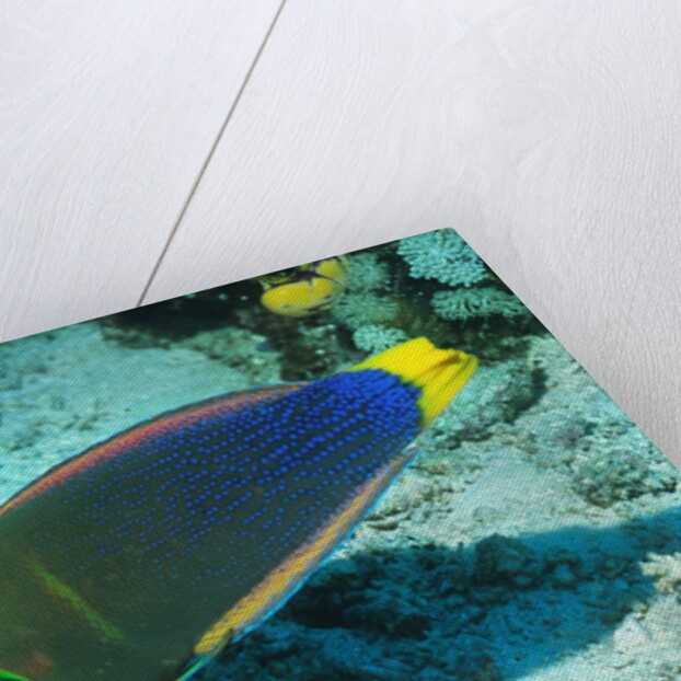 Yellowtail Coris-intermediate phase by Anonymous