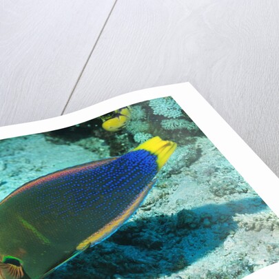 Yellowtail Coris-intermediate phase by Anonymous